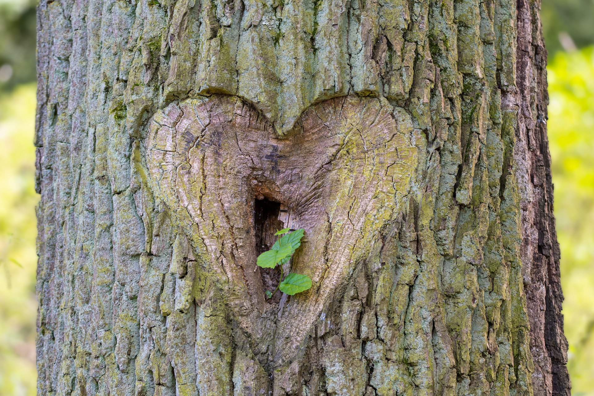 Un trou en forme de cœur dans l'écorce d'un arbre